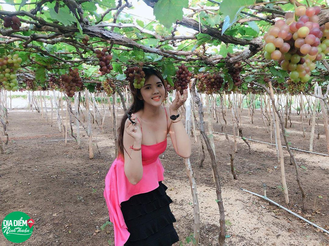 Hành trình check in miễn phí với vườn nho xanh mát, trĩu quả tại Làng Nho Ninh Thuận